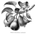 Branch of pear botanical vintage engraving illustration isolated Royalty Free Stock Photo