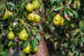 branch of pear with many ripe large fruits of sweet pear in the farmer's garden.