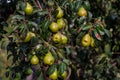 branch of pear with many ripe large fruits of sweet pear in the farmer's garden.