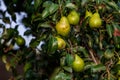 branch of pear with many ripe large fruits of sweet pear in the farmer's garden.