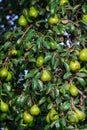 branch of pear with many ripe large fruits of sweet pear in the farmer's garden.