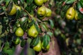 branch of pear with many ripe large fruits of sweet pear in the farmer's garden.