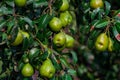 branch of pear with many ripe large fruits of sweet pear in the farmer's garden.