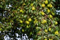 branch of pear with many ripe large fruits of sweet pear in the farmer's garden.