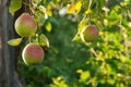 Pear tree. sweet pears on a branch