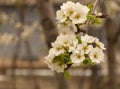 Branch with pear tree flowers with white petals in spring Royalty Free Stock Photo