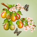 Branch with pears in the illustration.