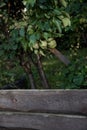 A branch of pears in the orchard. Green pears hang over a wooden fence.