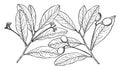 Branch of Persea Pubescens vintage illustration