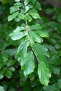 Branch of a Persian Ironwood