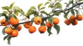 Branch of a persimmon tree heavily laden with ripe, orange persimmons, highlighted against a white background with lush green