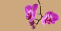 Branch with phaloenopsis orchid