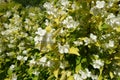 Branch of Philadelphus coronarius Aureus with white flowers and yellow leaves Royalty Free Stock Photo