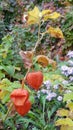 Branch of Physalis alkekengi winter cherry with seeds Royalty Free Stock Photo