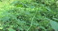 A branch of the Physalis Heterophylla plant with flowers and hanging balloon shaped fruits