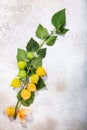 Branch of Physalis P. peruviana with fruits on light textured backdrop, top view Royalty Free Stock Photo