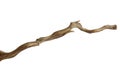 Branch piece of driftwood isolated on white background with clipping path Royalty Free Stock Photo