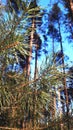 A branch of pine against the background of tall trees and blue sky