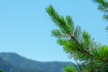 Branch of pine against the blue sky