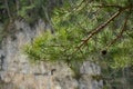 The branch of a pine on a background of rocks Royalty Free Stock Photo