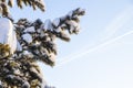 branch of pine and blue sky with vapour trail