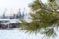 Branch of a pine on blurred background industrial landscape Royalty Free Stock Photo