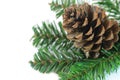 Branch with pine cone