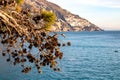 Branch of pine cone with scenic view from Positano on coastal town Praiano on the Amalfi Coast in the Provice of Salerno, Italy Royalty Free Stock Photo