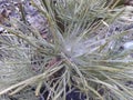 A branch of pine with a cone, visible green thorns