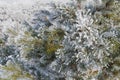 The branch of a pine covered with frost Royalty Free Stock Photo