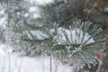 A branch of pine covered with hoarfrost in heavy frost.