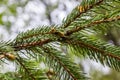 A branch of conifer tree covered with small water drops