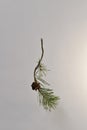 A branch of pine curved with one blooming, open cone, and with a bare base