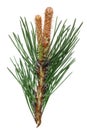 A branch of a pine forest tree with spring April young buds of c