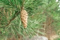 Branch of pine with green needles hanging young immature cone, in the background bokeh of young pines and a large stone