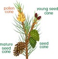 Branch of pine with green needles, male and female cones of different ages with titles on white background