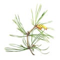 Branch of pine with green needles and ripe pollen cones isolated on white background