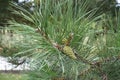 Branch of pine with immature cone Royalty Free Stock Photo