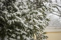 Branch of pine lavishly covered with fluffy snow