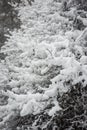 Branch of pine lavishly covered with fluffy snow