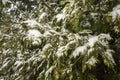 Branch of pine lavishly covered with fluffy snow