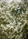 Branch of pine lavishly covered with fluffy snow