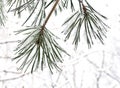 Branch of pine with needles covered in snow