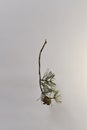 A branch of pine with one blooming, open cone, view from behind, at the point of attaching to the branch