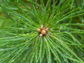 A branch of pine scrub needles with water droplets, top view, extreme close up Royalty Free Stock Photo