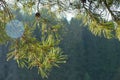 The branch of a pine with spider web in summer morting light Royalty Free Stock Photo