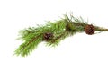 Branch of pine-tree. Royalty Free Stock Photo