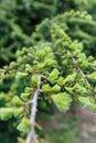 Branch pine tree in close up view Royalty Free Stock Photo