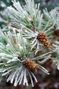 Branch of pine tree with cone, winter