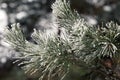 Branch of Pine Tree covered by Frost Royalty Free Stock Photo